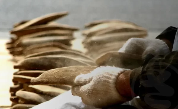 マルサヤの本枯節